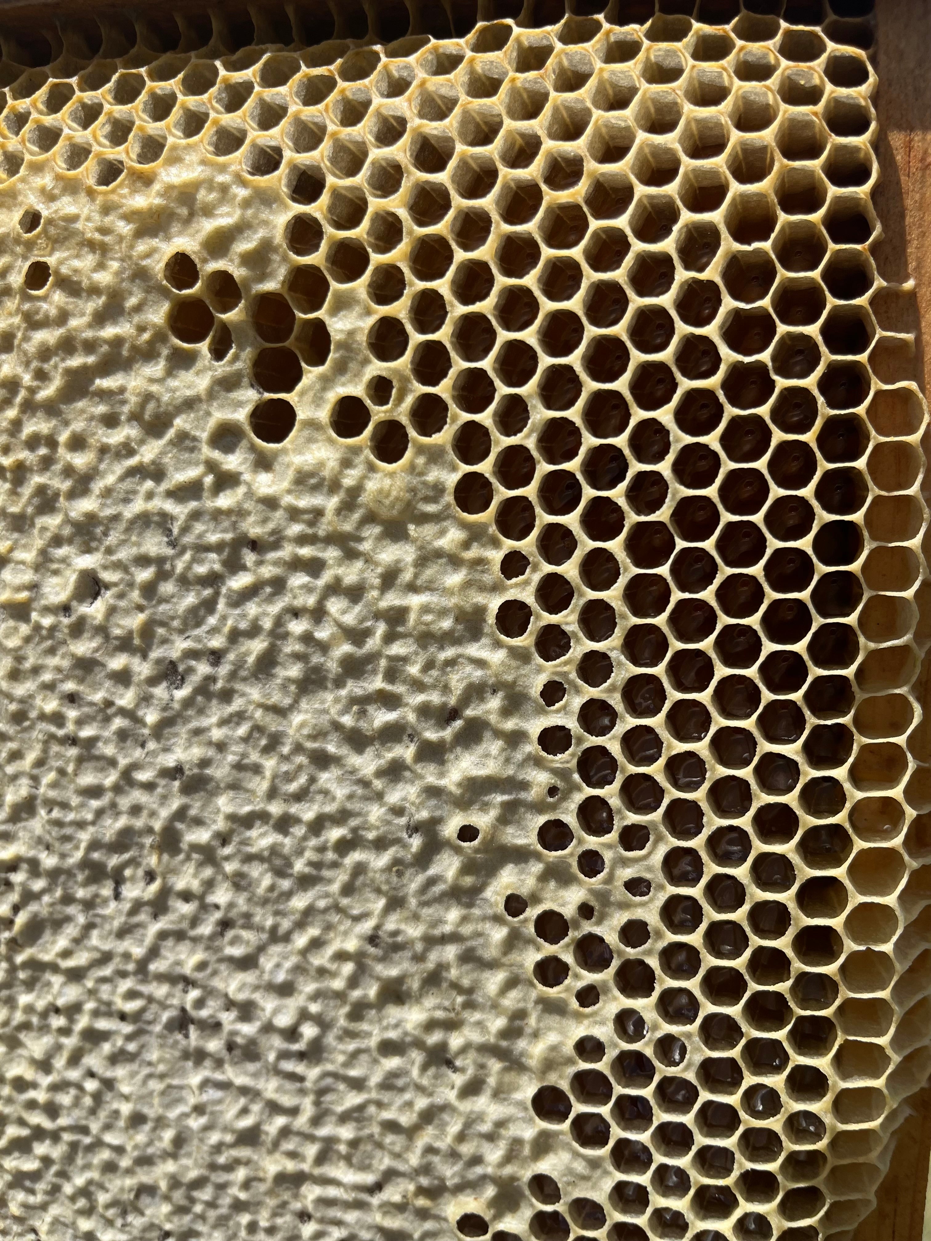 Close-up of a honeycomb structure with a textured surface.