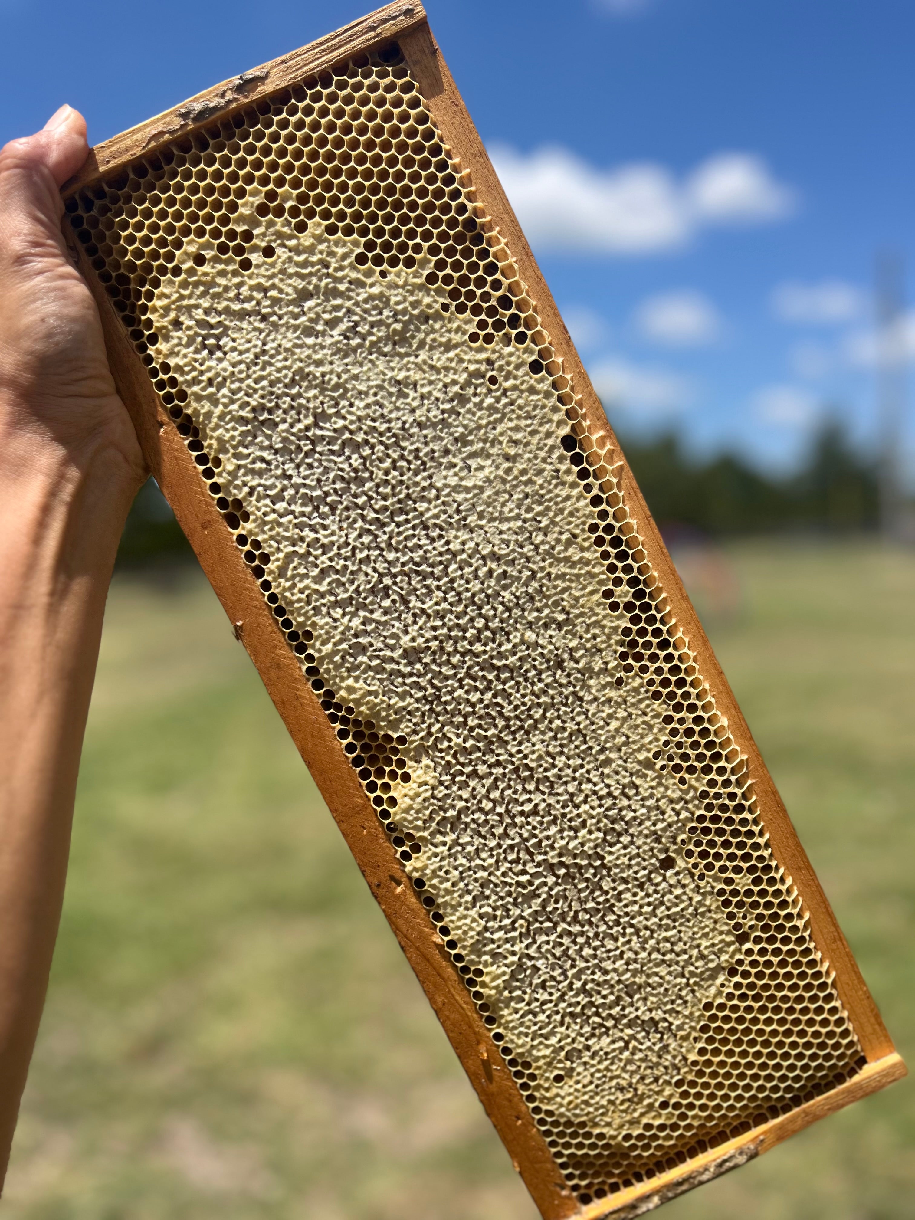Person holding a honeycomb frame against a natural background