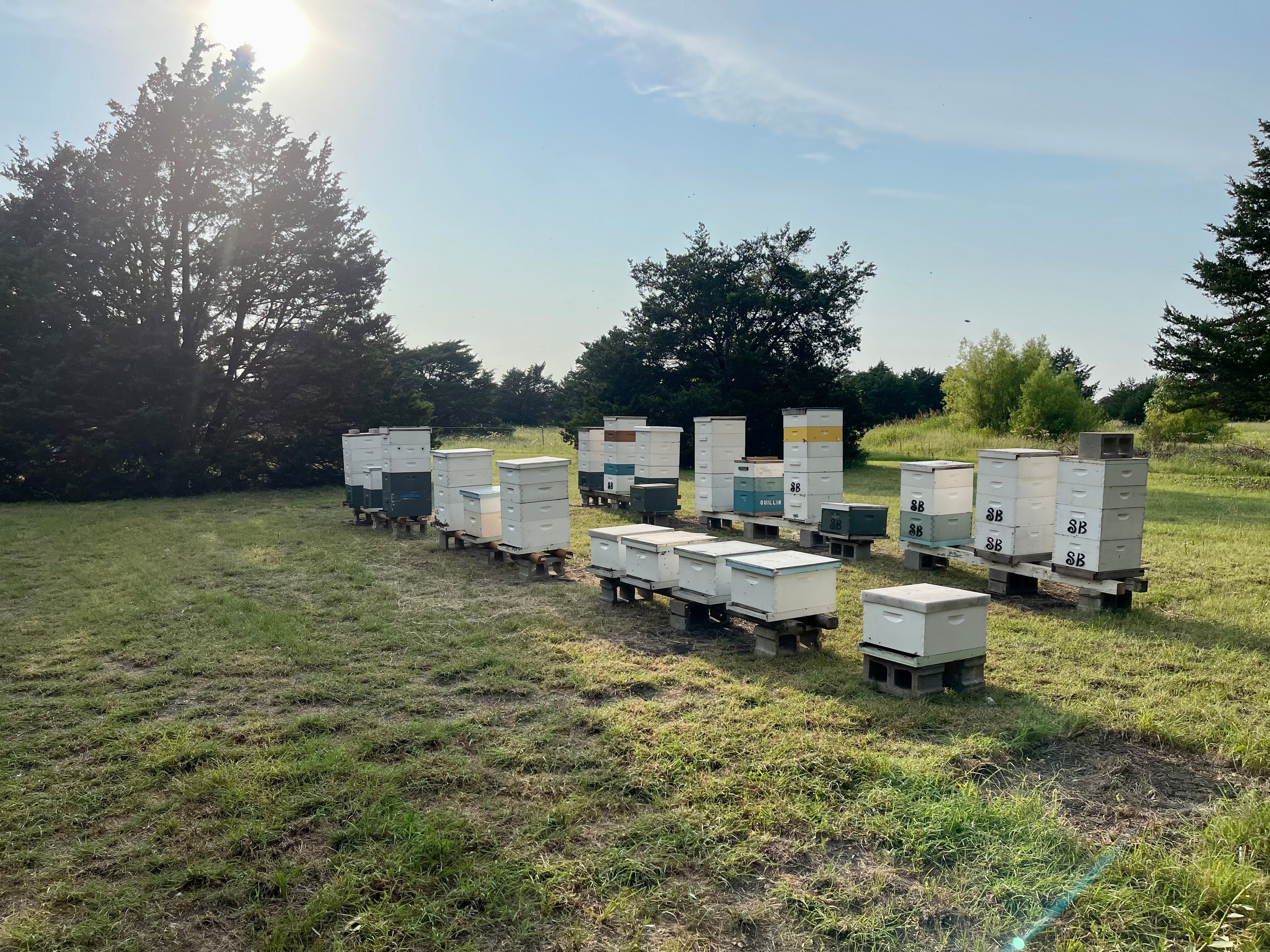 Multiple bee hive boxes arranged in a row on a grassy field with trees in the background.
