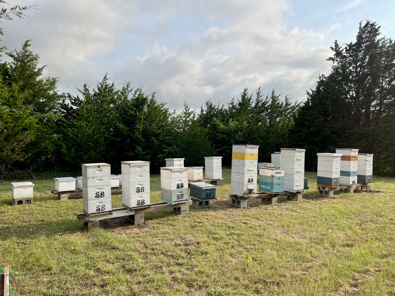 Row of bee hives on wooden pallets in a grassy field with trees in the background.